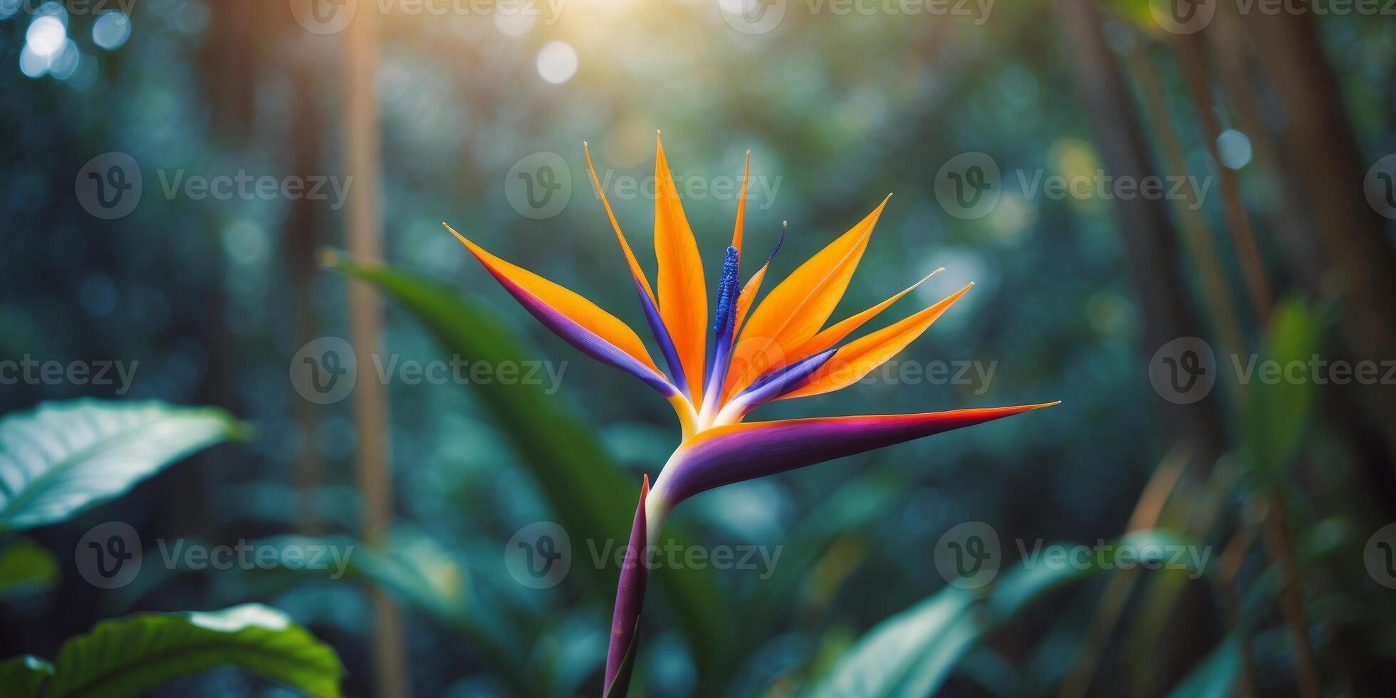 Vibrant Bird of Paradise Flower in Lush Jungle Setting photo