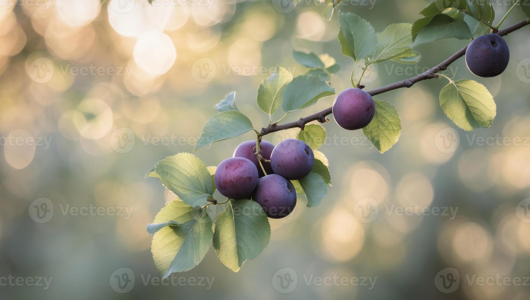 Ripe purple plums on a tree branch with green leaves in sunlight photo