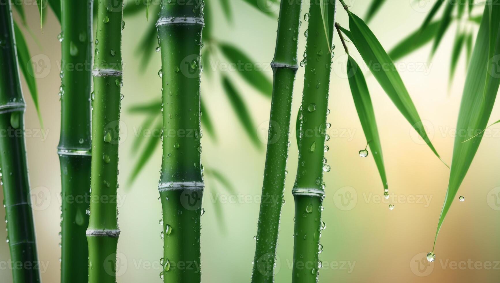 Close Up of Green Bamboo Stalks with Water Droplets. photo