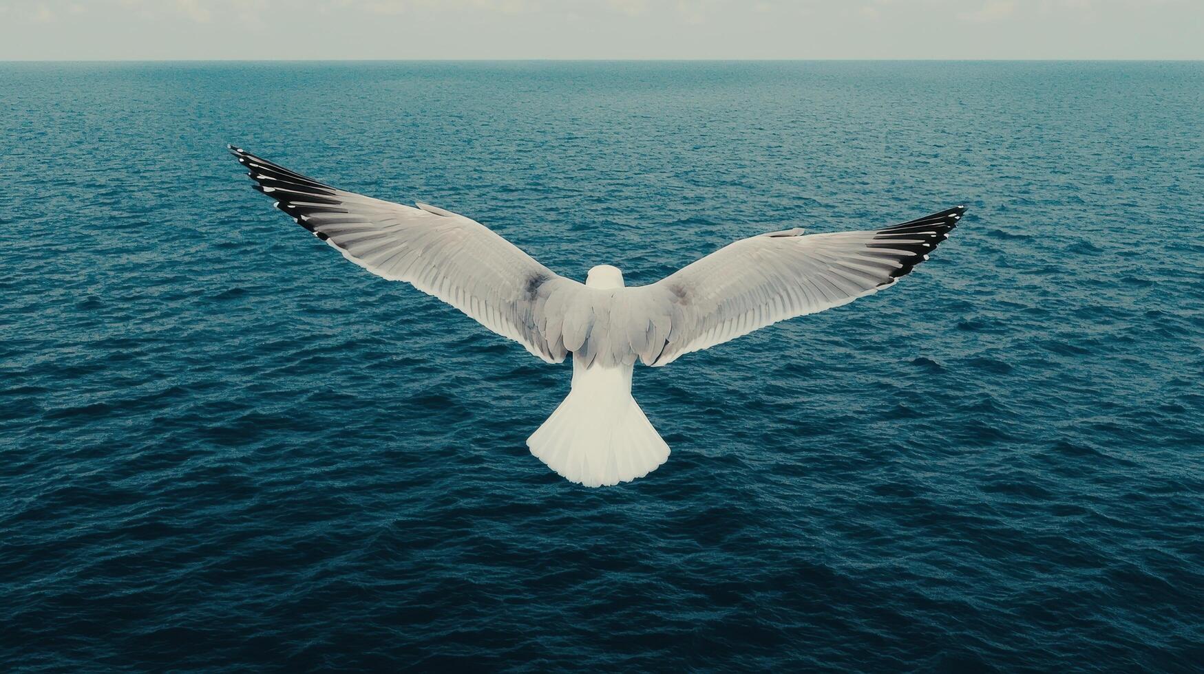 Majestic Seagull in Flight Over Deep Blue Ocean Waters Wings Spread Wide photo
