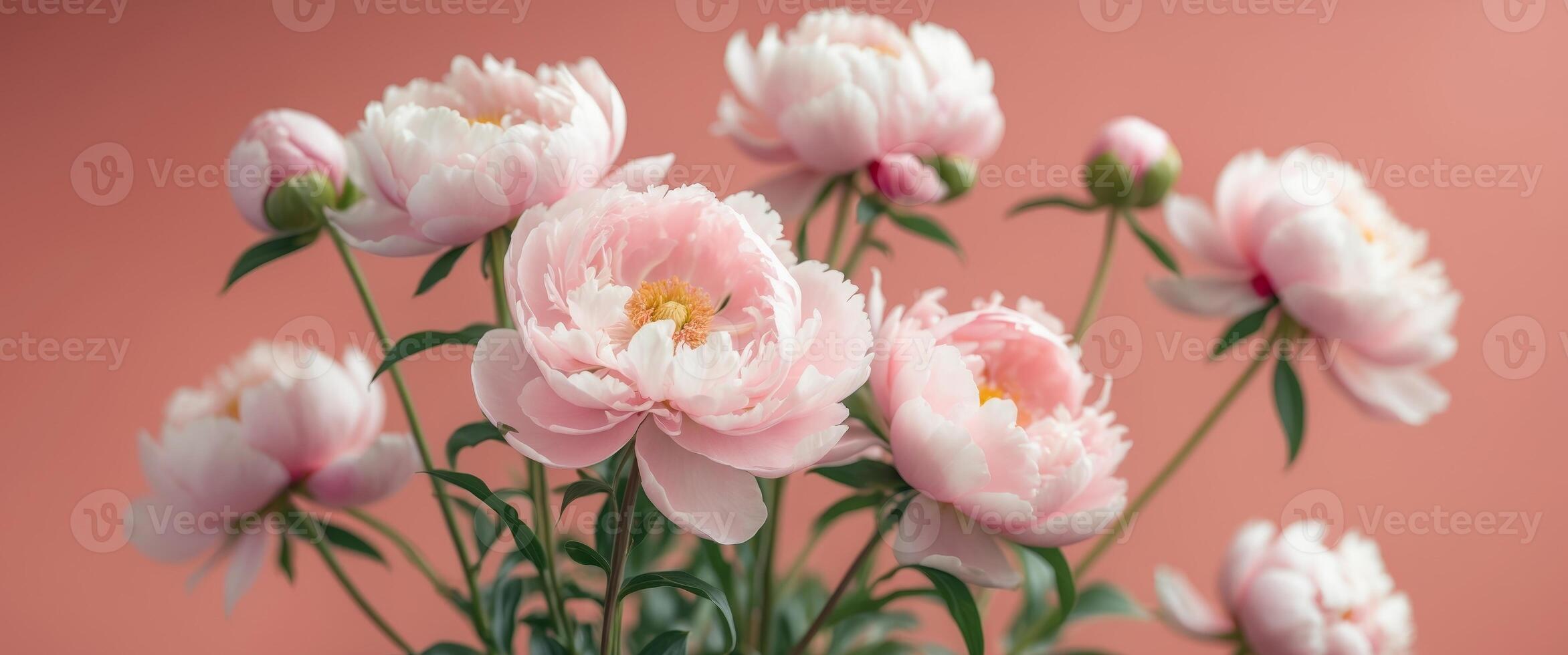 Elegant Pink Peonies in Full Bloom on a Soft Coral Background for Floral Design. photo