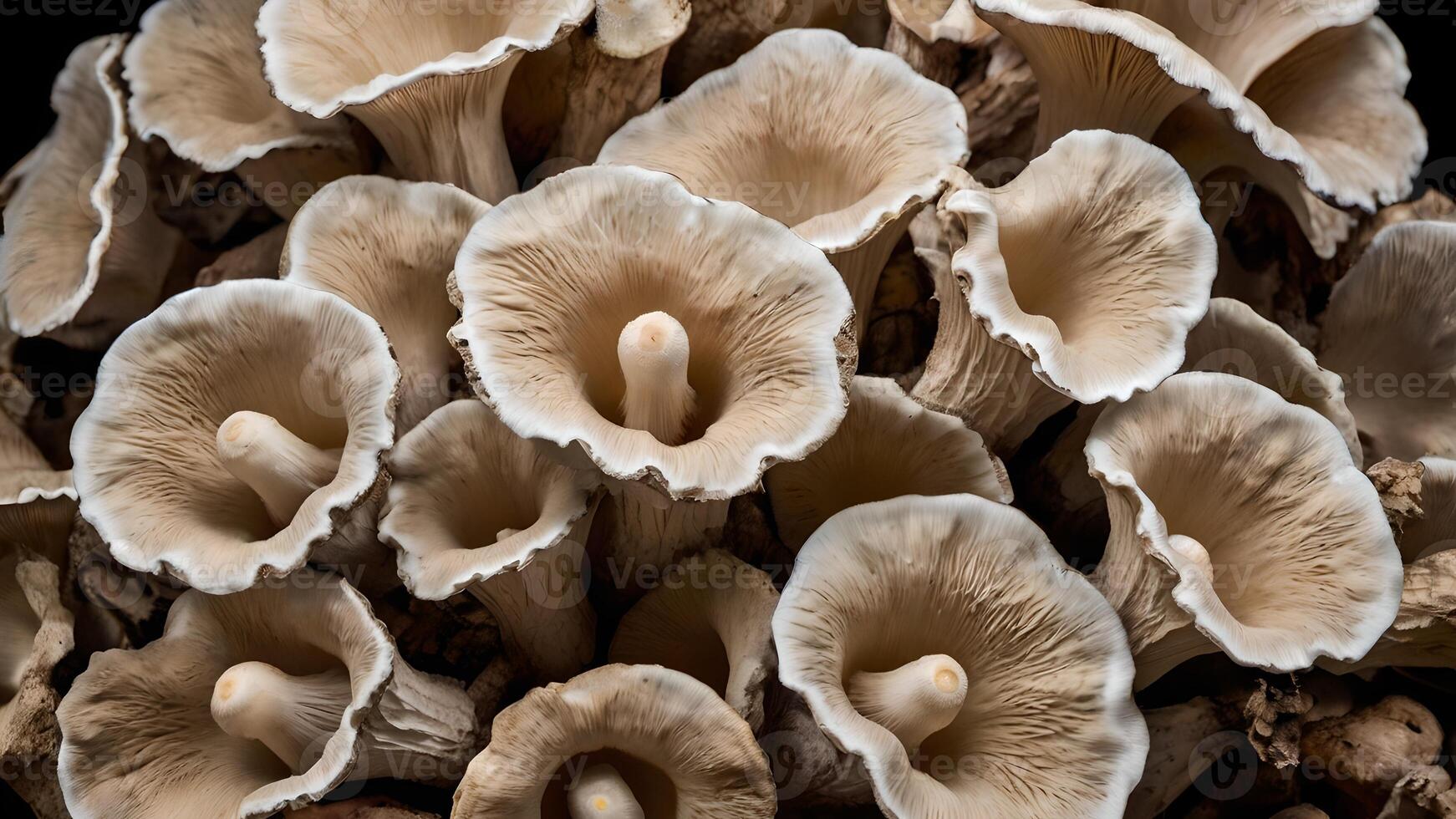 Oyster Mushroom Cluster Close Up photo