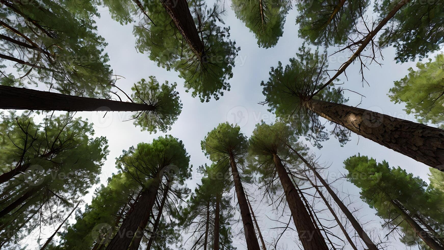 Majestic Pine Forest Canopy Viewed From Below photo