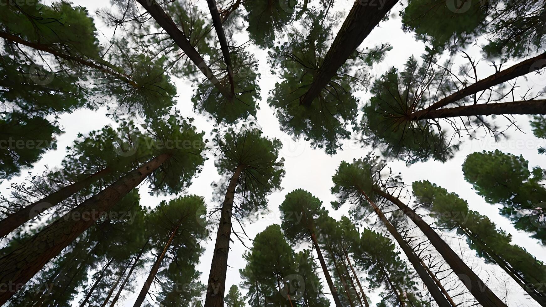 Majestic Pine Forest Viewed From Below Peaceful Serene Nature photo