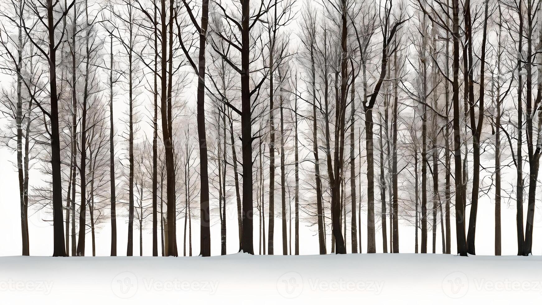 Winter Treeline Snowscape photo