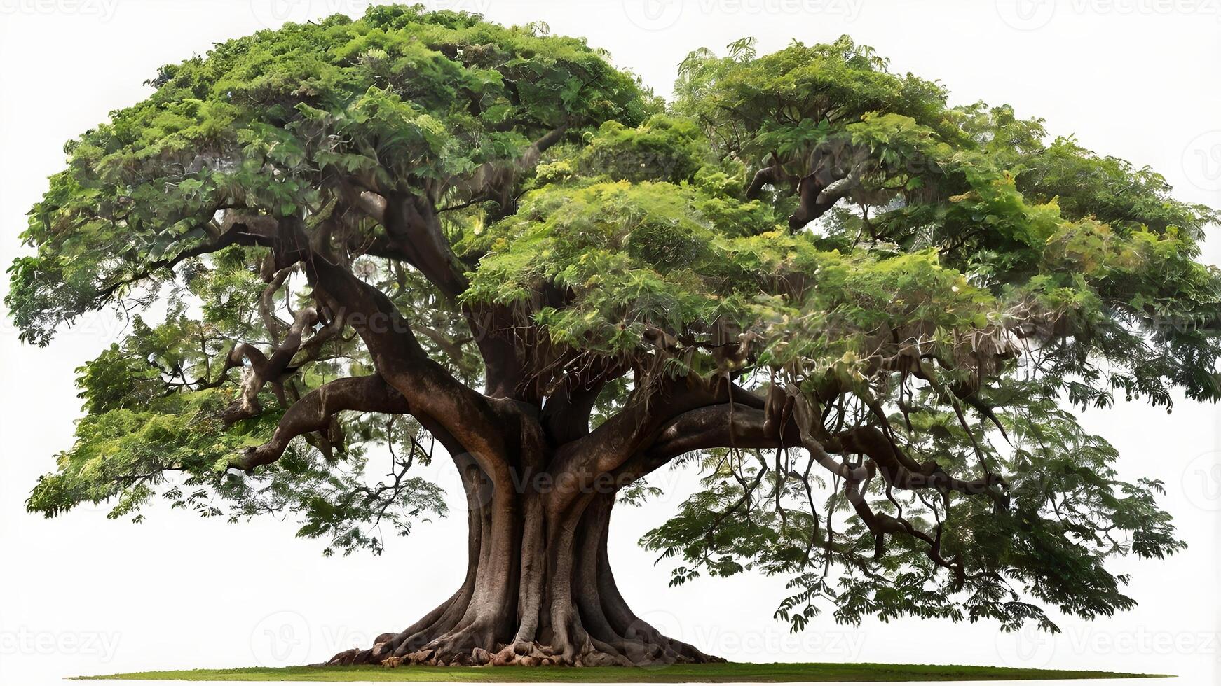 Majestic Tropical Tree Isolated on White Background photo
