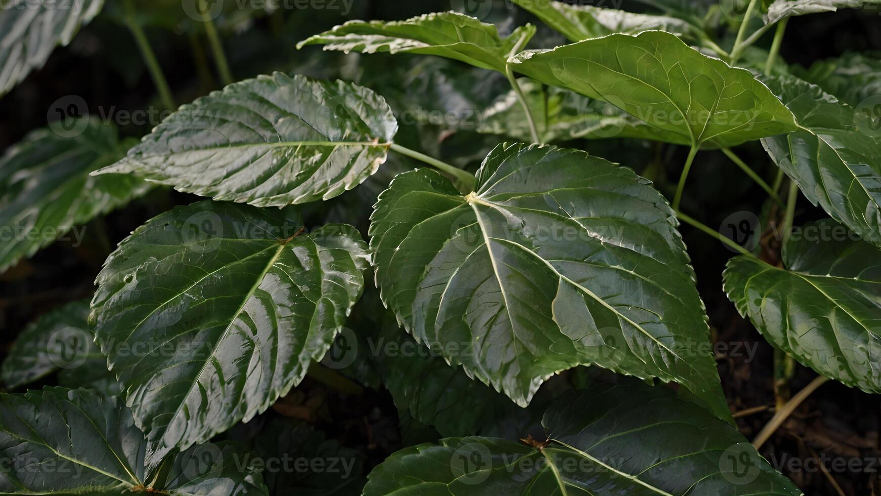 Lush Green Leaves Dark Moody Rainforest Foliage photo