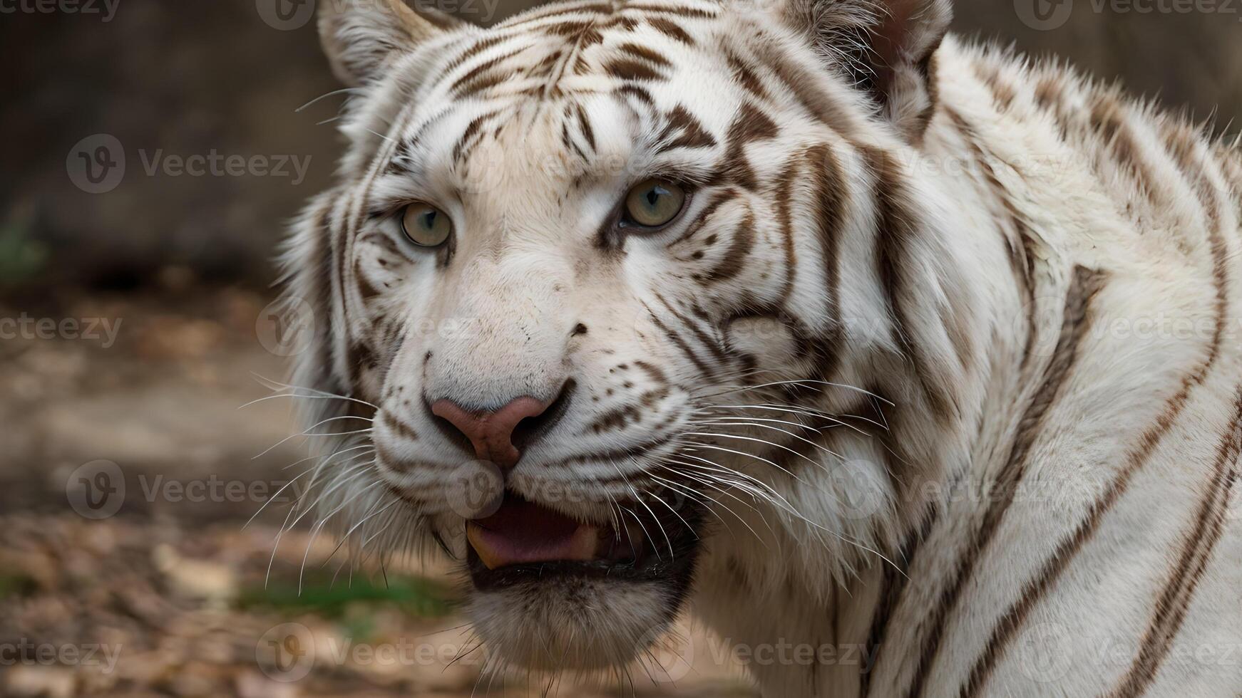 Majestic White Bengal Tiger Close Up Portrait photo