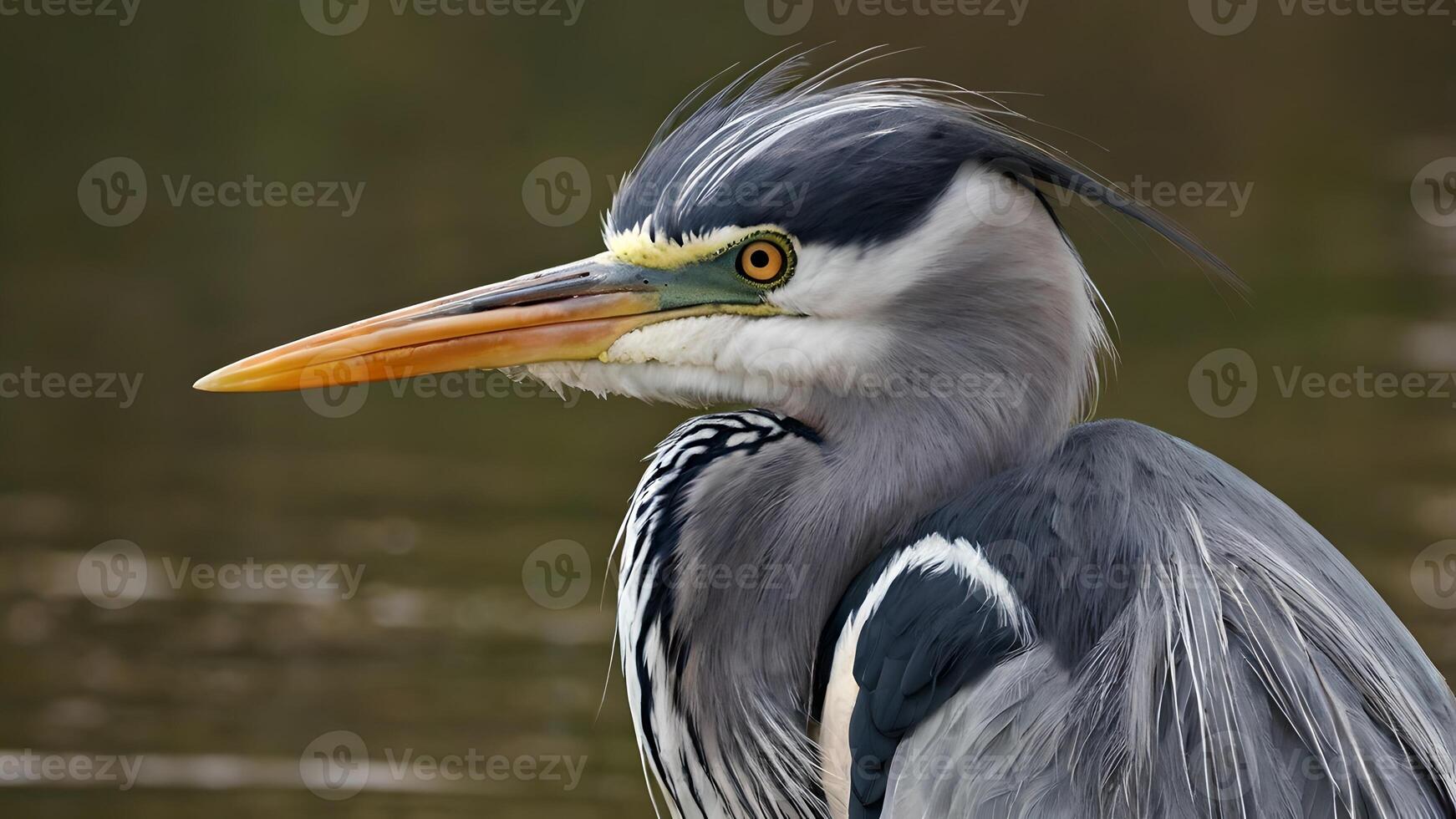 Close Up Of A Majestic Grey Heron Portrait in Natural Habitat photo