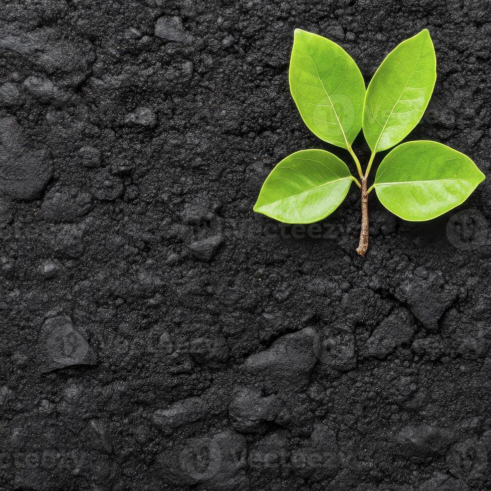 A green plant sprouts from the ground photo