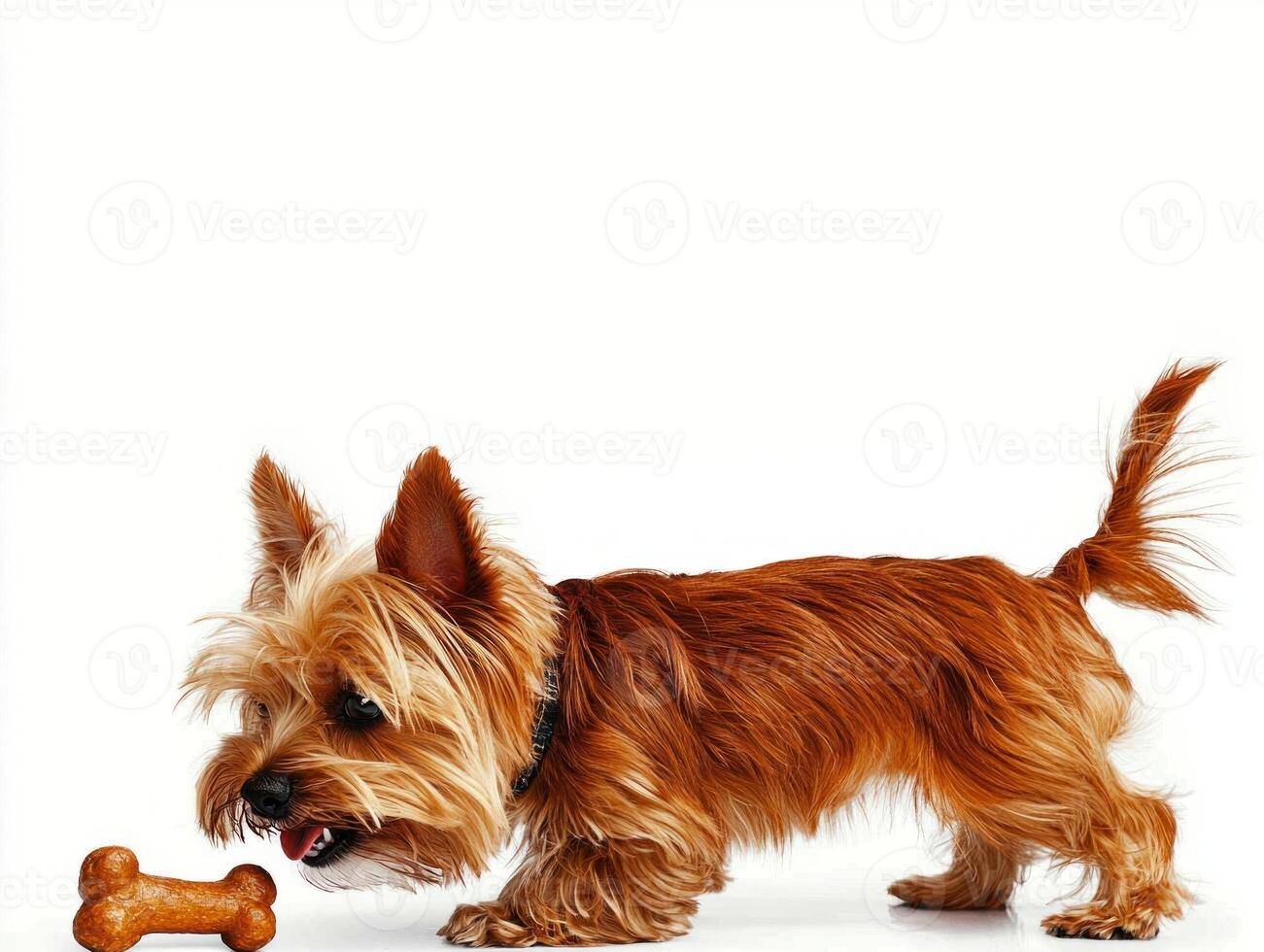 Silky Terrier engaged in chewing bone joyful expression. pet stands on clean white background showcasing its vibrant fur and playful demeanor photo