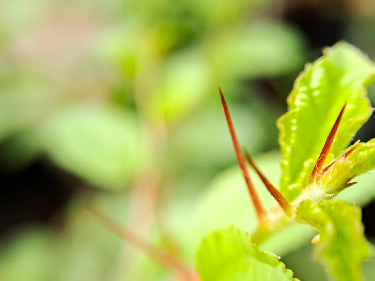 A close up of a plant with a red flower photo