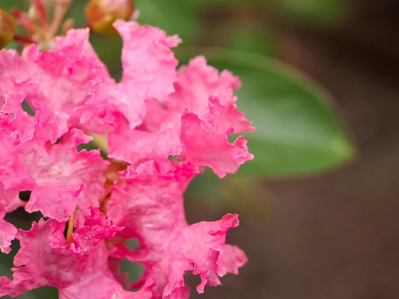 A close up of a pink flower with green leaves photo