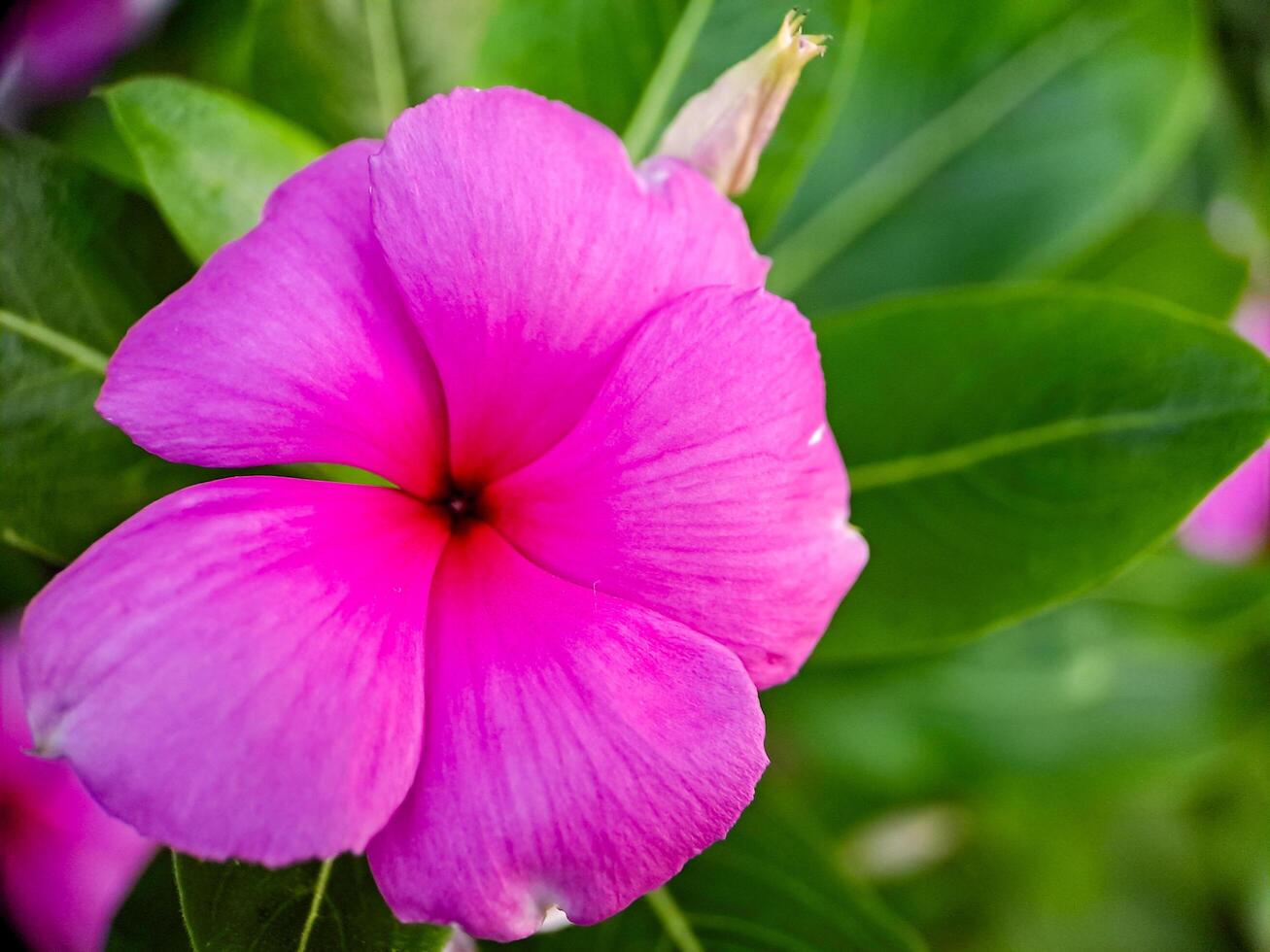 A close up of a pink flower with green leaves photo