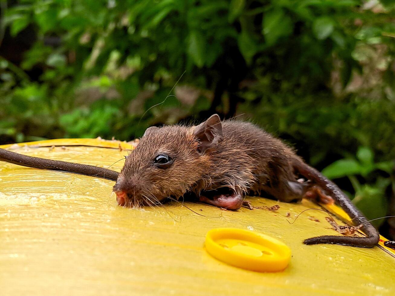 A small brown mouse on top of a yellow barrel photo