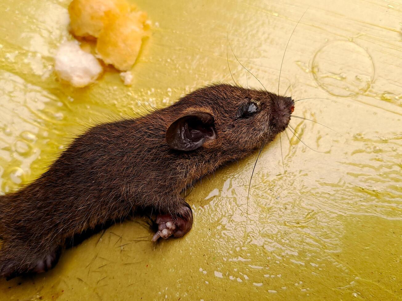 A mouse is on a yellow surface photo