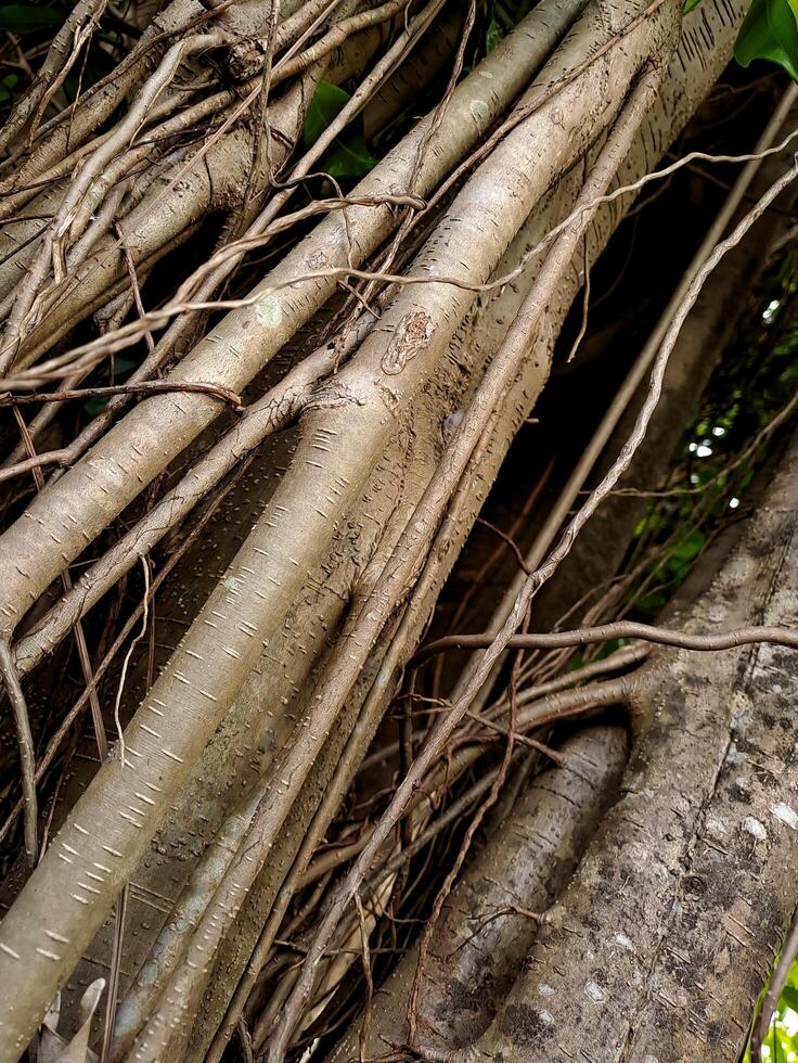 A large tree with many branches and leaves photo