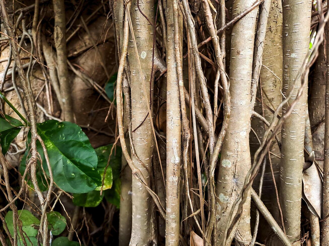 A close up of the roots of a tree photo