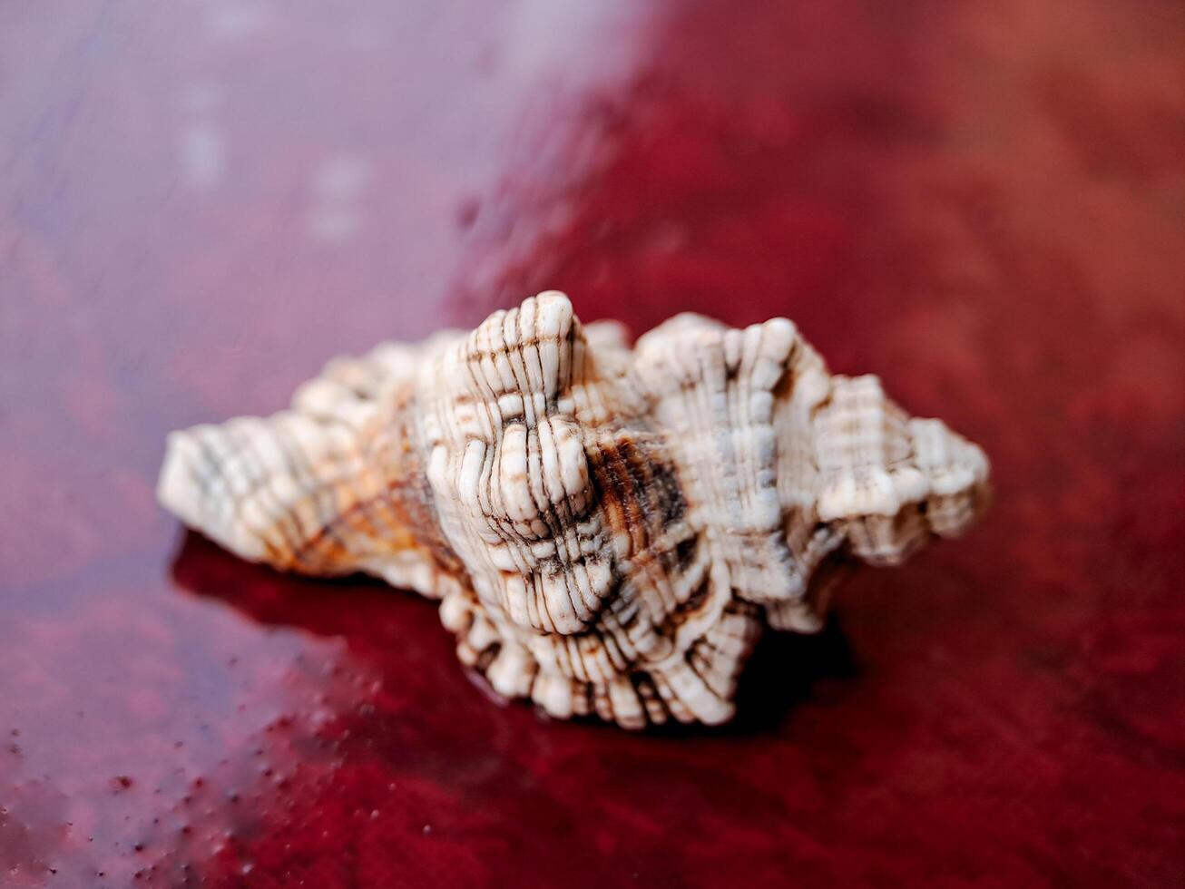 A shell on a red surface with water droplets photo