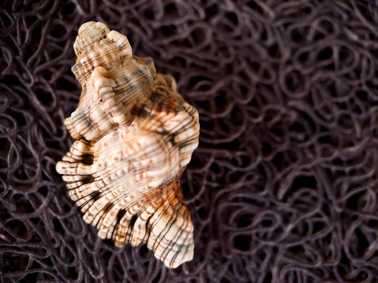 A shell on a black background photo