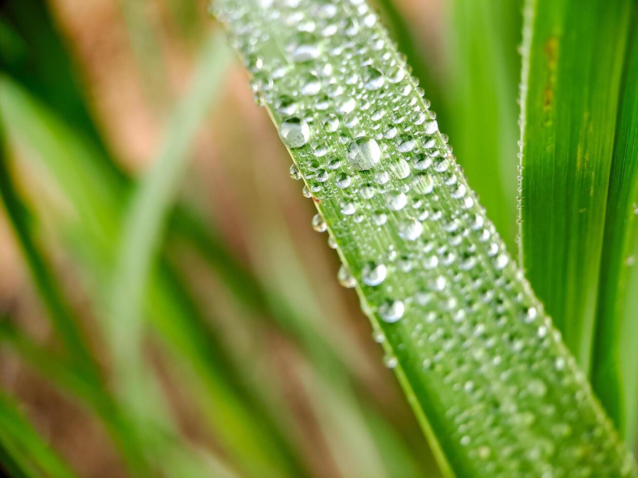 A close up of a green blade of grass with water droplets on it photo