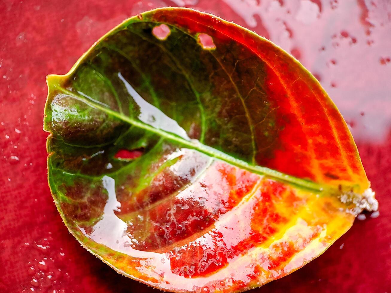 A leaf with water drops on it photo