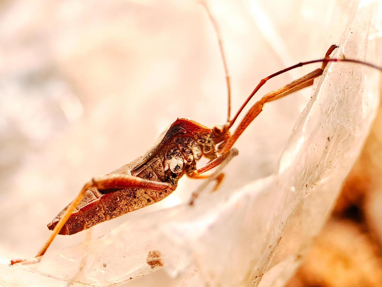 A bug with long legs sitting on a rock photo