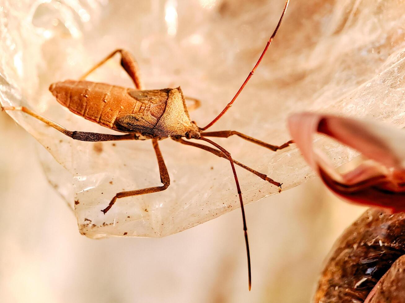 A bug is sitting on top of a plastic bag photo
