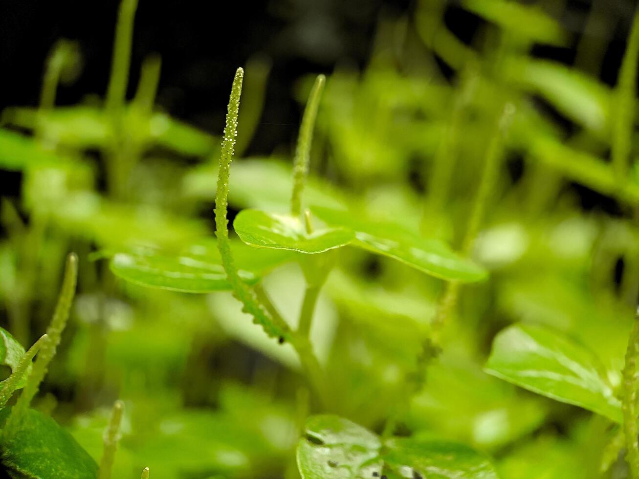 A close up of a plant with green leaves photo