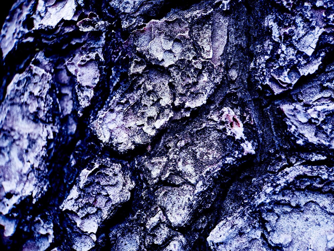 A close up of a tree with a blue sky photo
