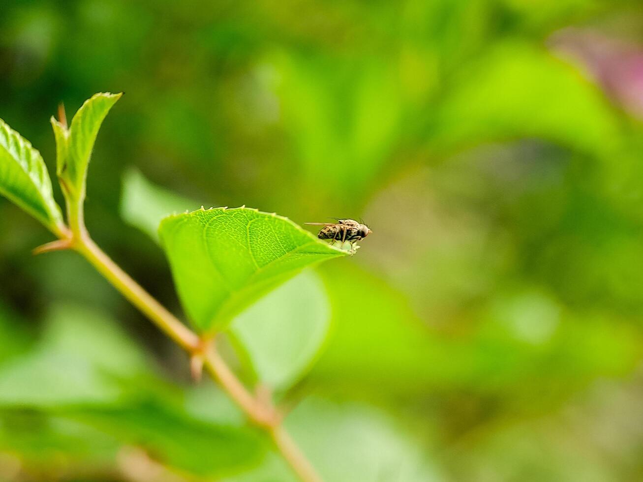 A fly on a leaf in the garden photo
