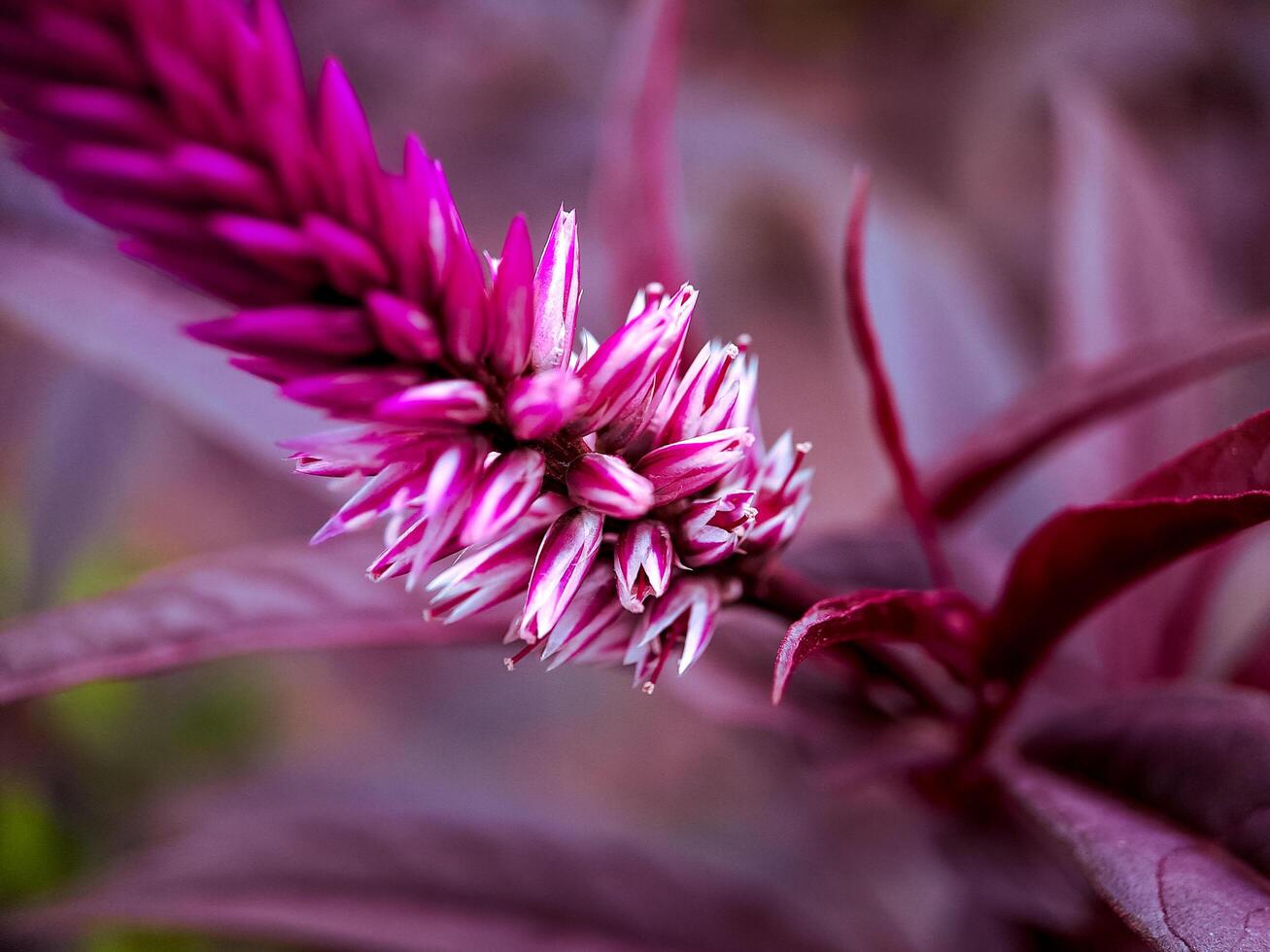 A close up of a purple flower photo