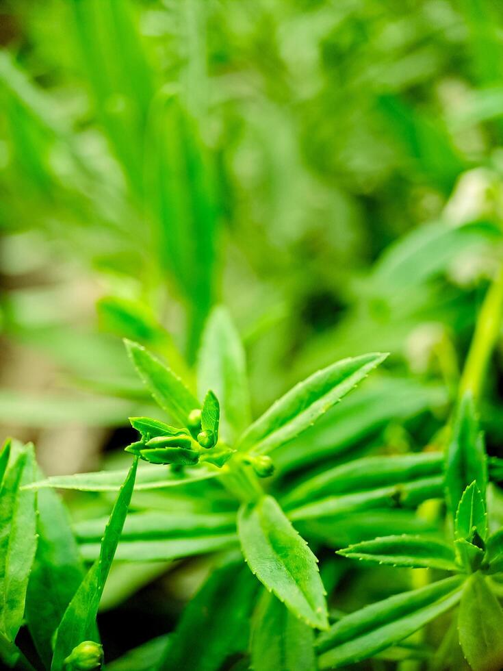 A close up of a plant with green leaves photo