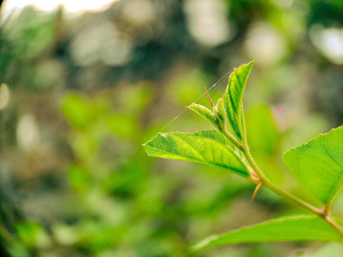 A close up of a leaf with a spider web photo