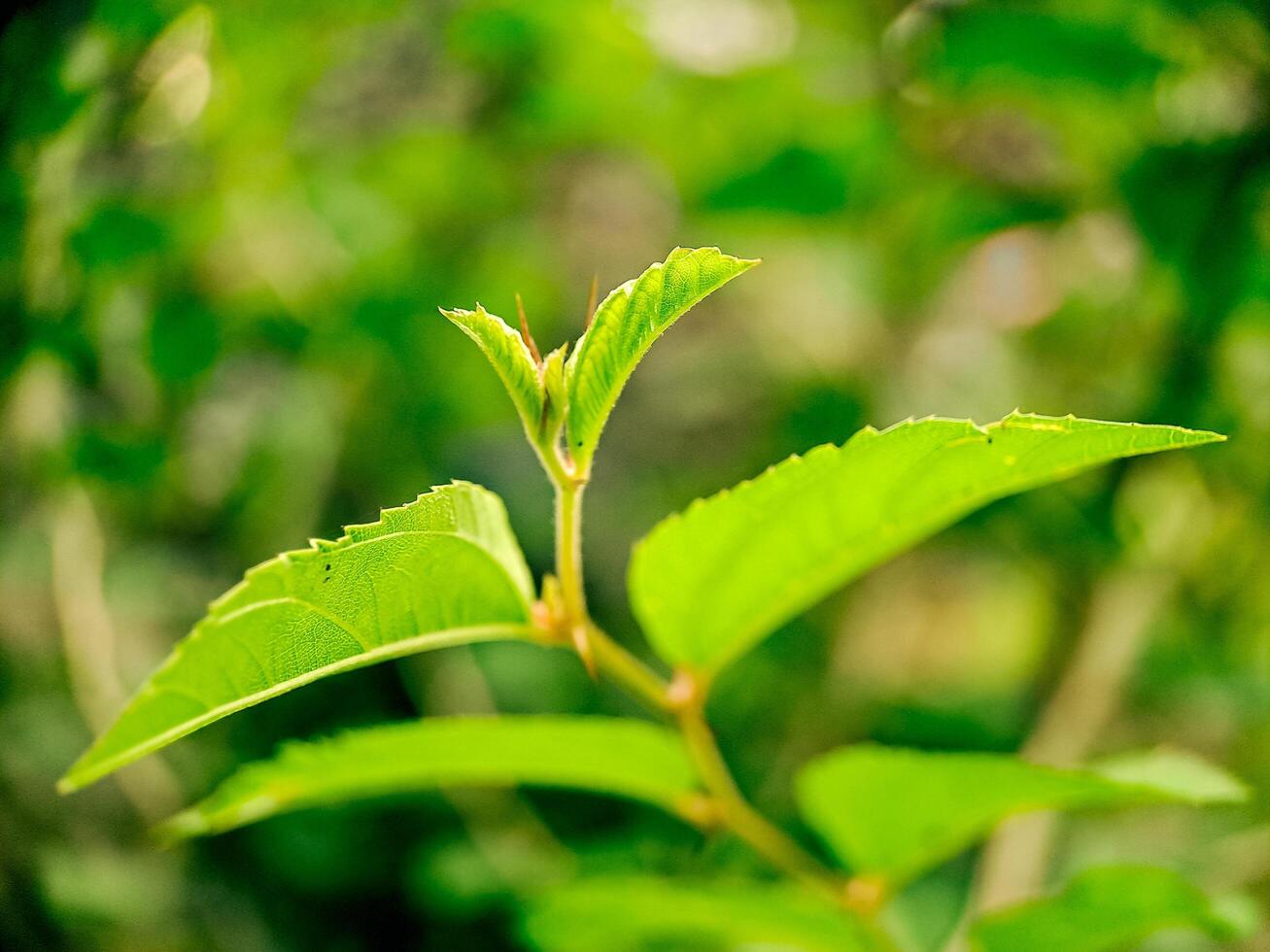 A close up of a leaf with a green stem photo