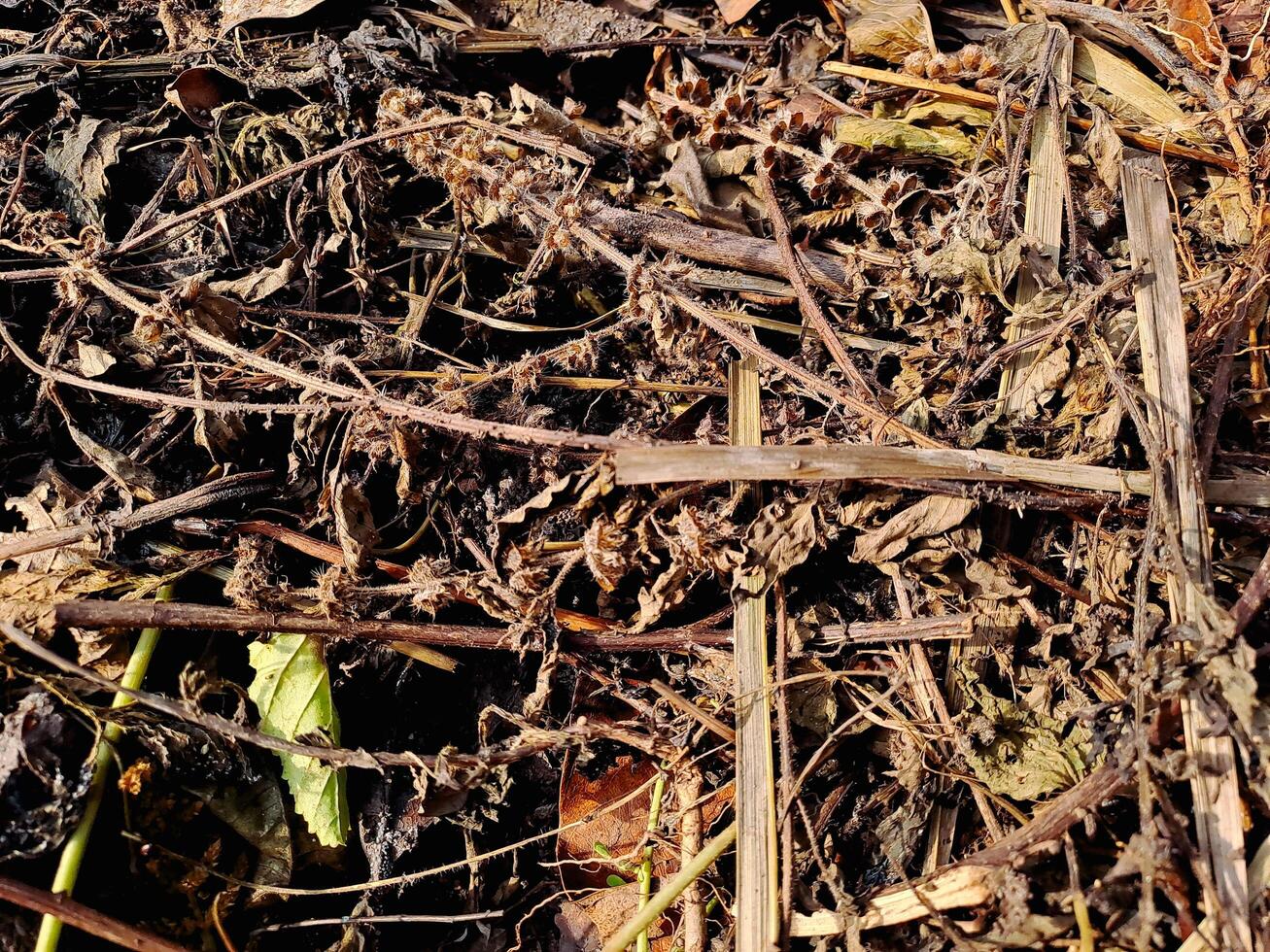 A pile of weeds and grass in the ground photo