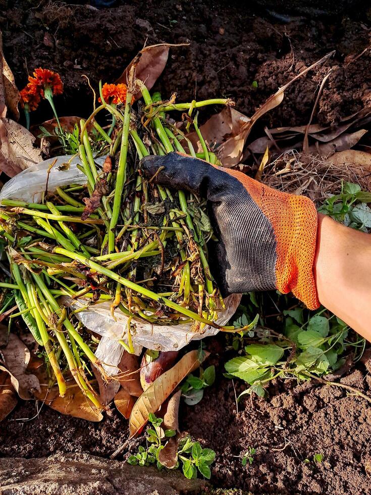 A person wearing gloves picking up some weeds photo