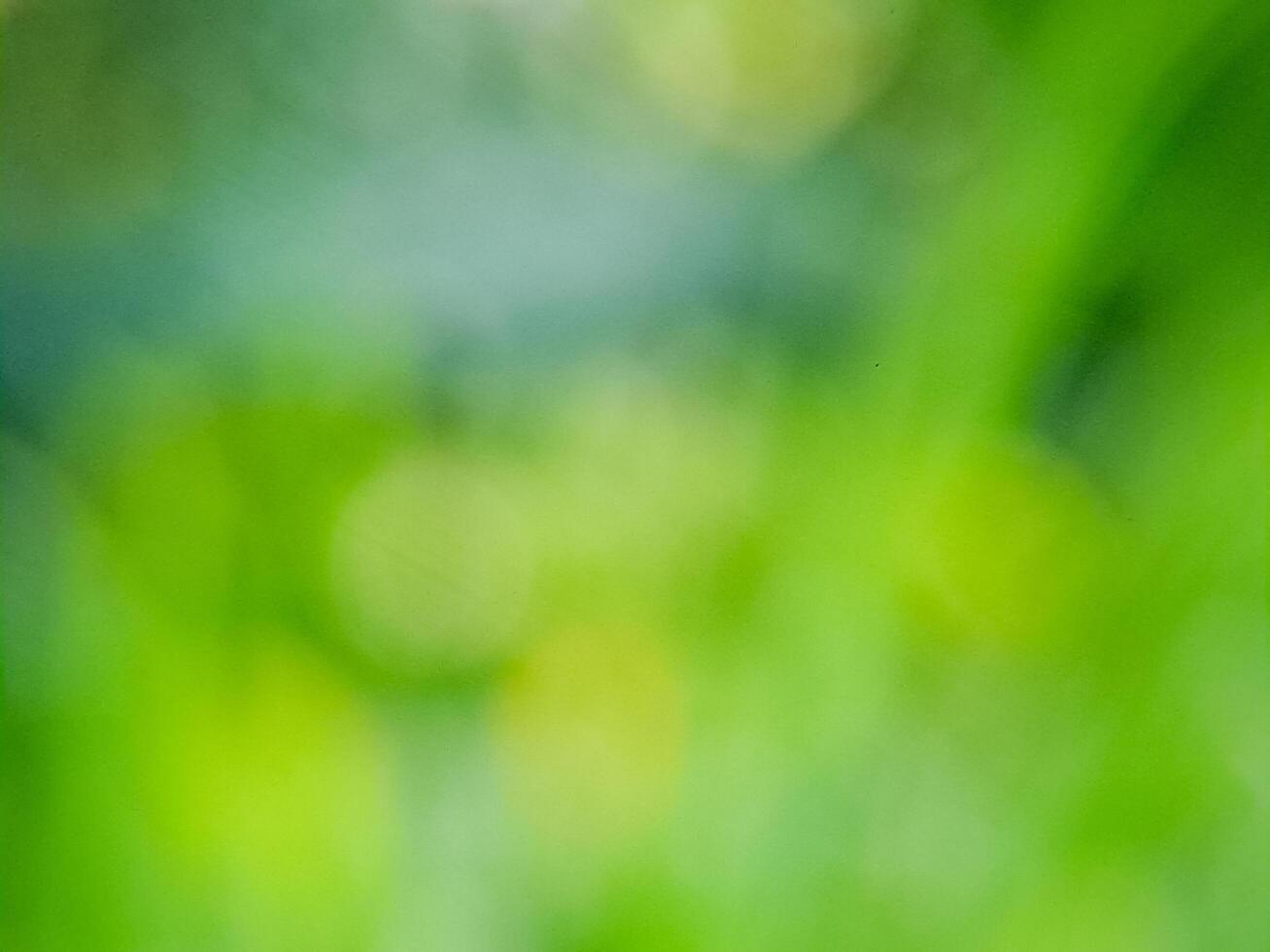 A blurry image of green grass and a tree photo