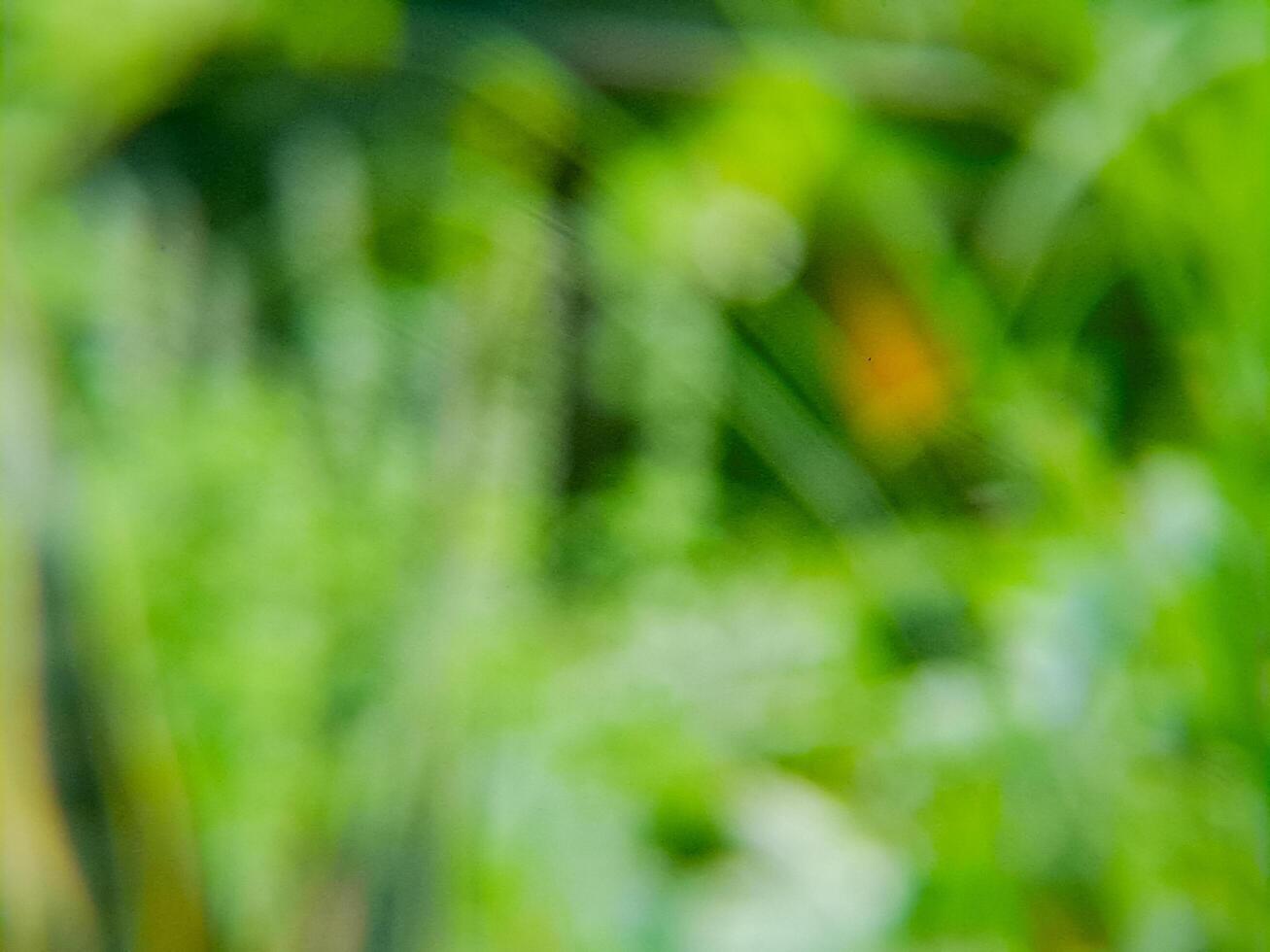 A close up of a flower in a field photo