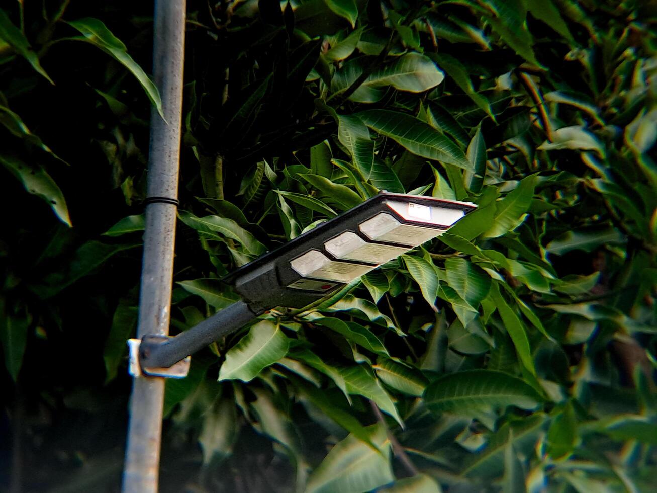 A street light is shown in front of a green plant photo