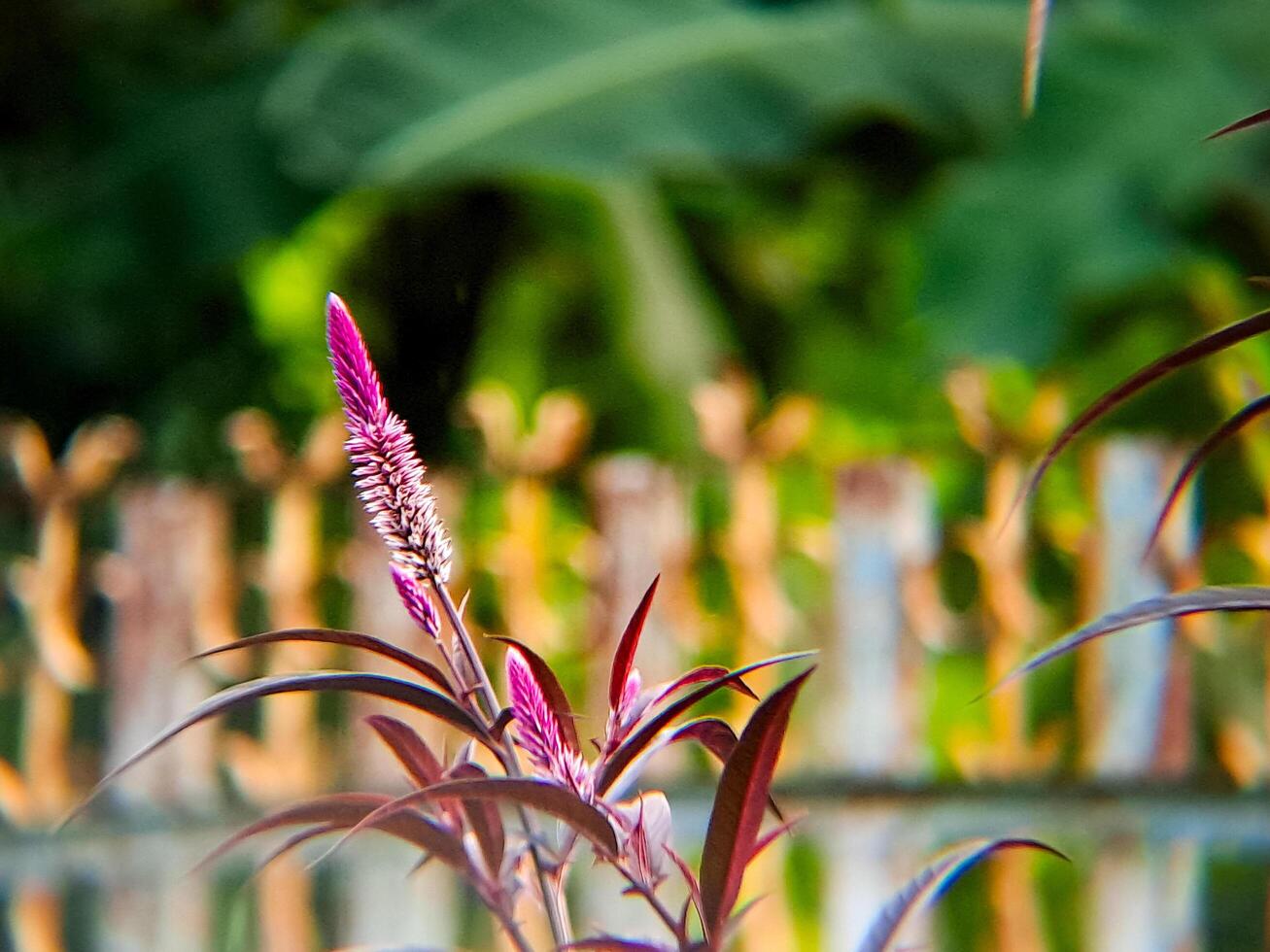 A purple flower with a green stem photo