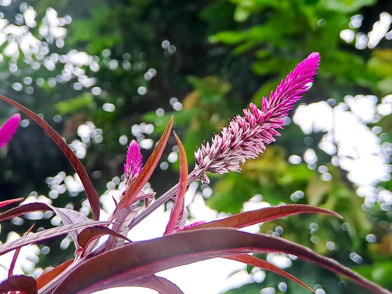 A close up of a plant with purple flowers photo