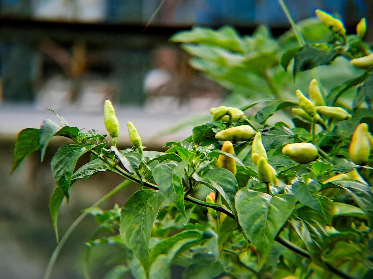 A plant with green leaves and yellow peppers photo