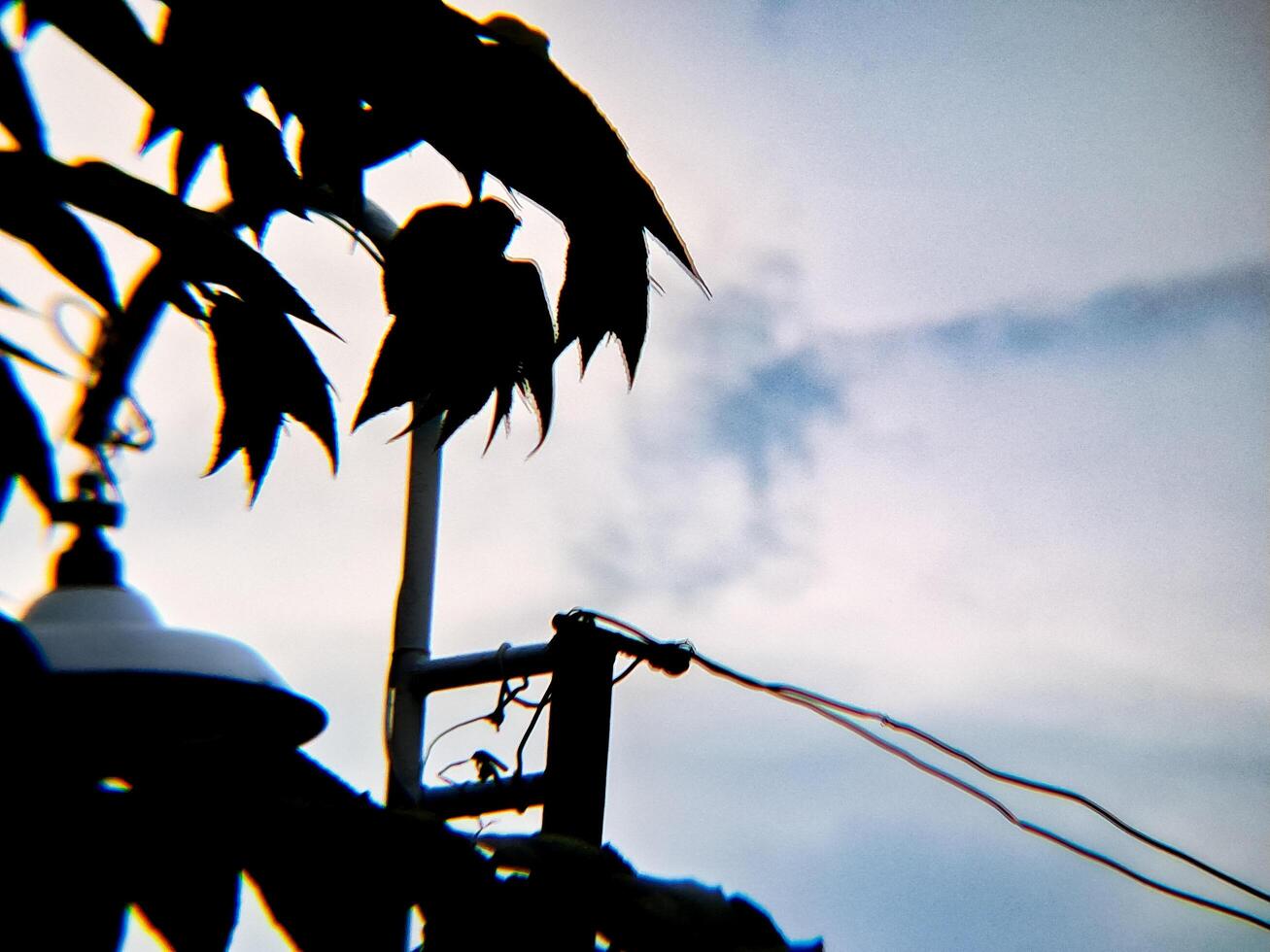 A street light and a tree with leaves photo