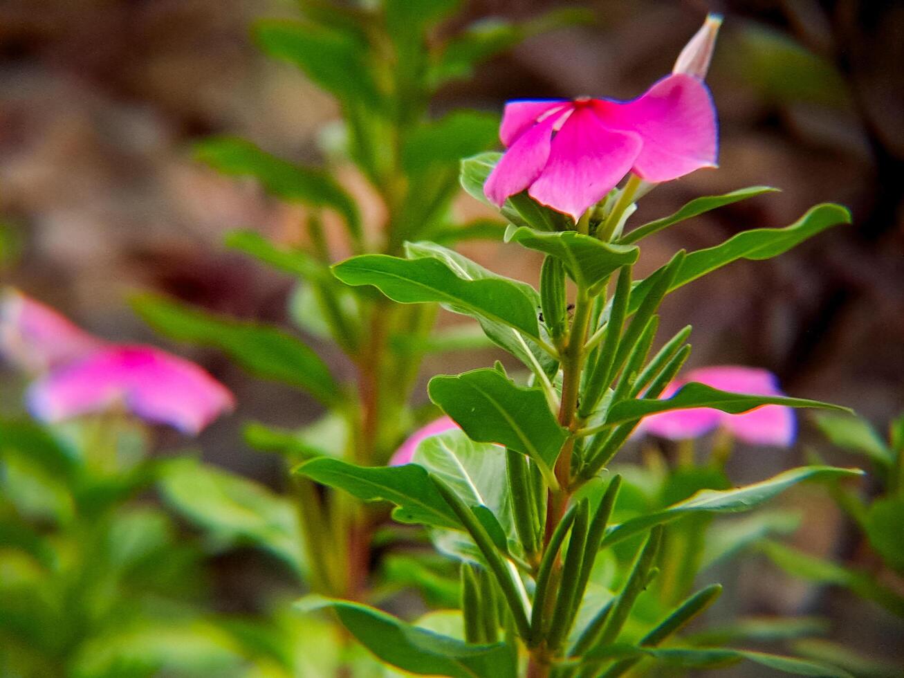 A pink flower with green leaves photo