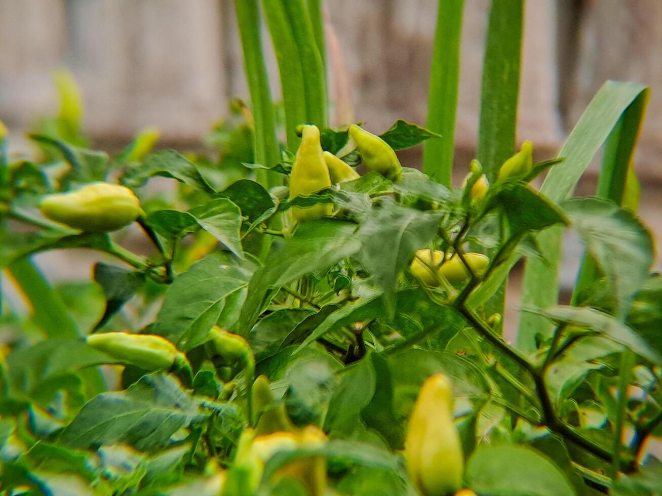 A plant with yellow peppers growing on it photo