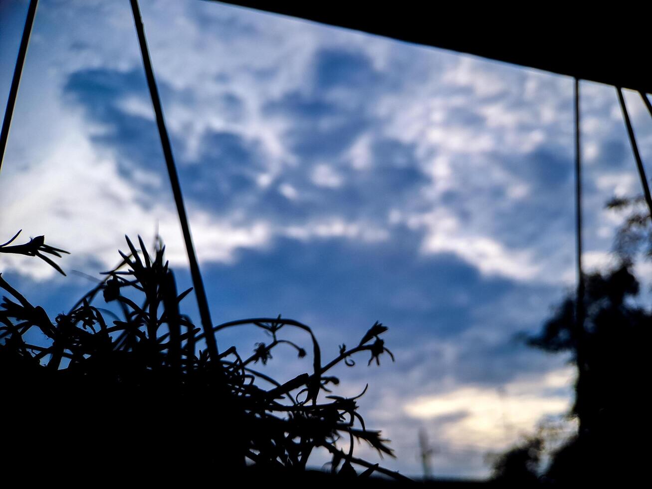 A plant in a window photo