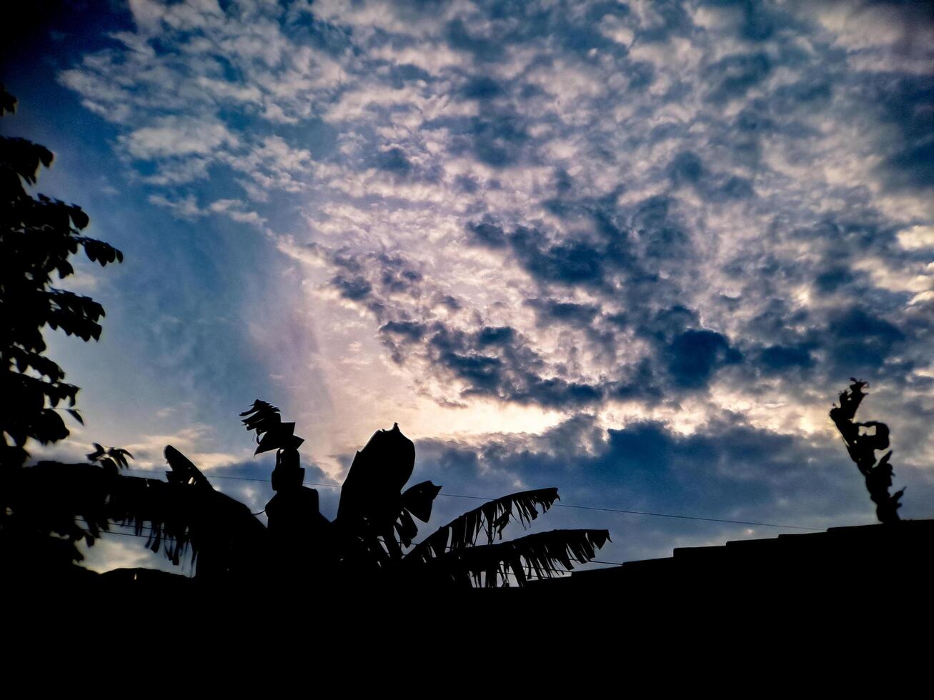 A silhouette of clouds and palm trees in the evening photo