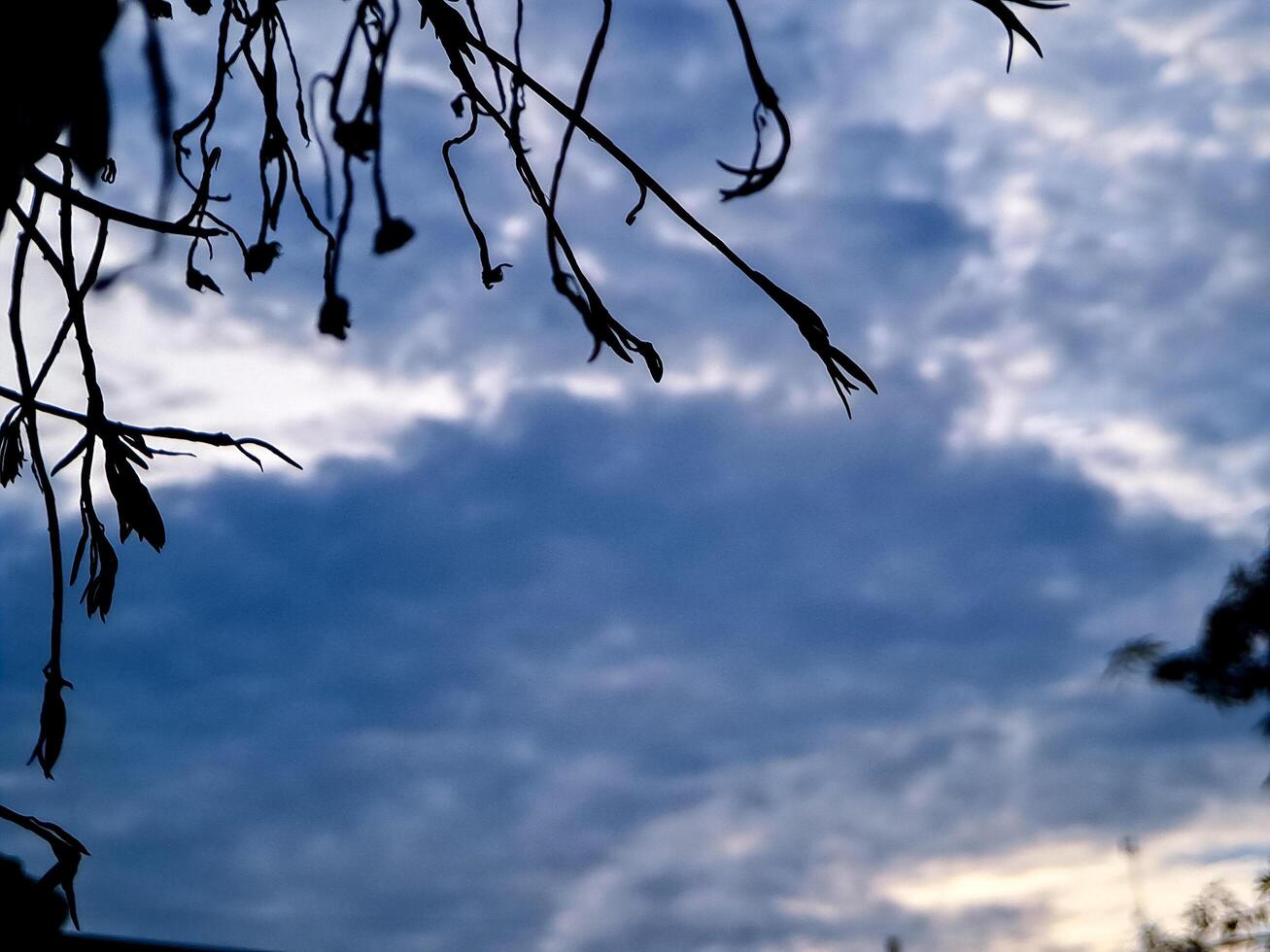 A tree branch with leaves and clouds in the background photo