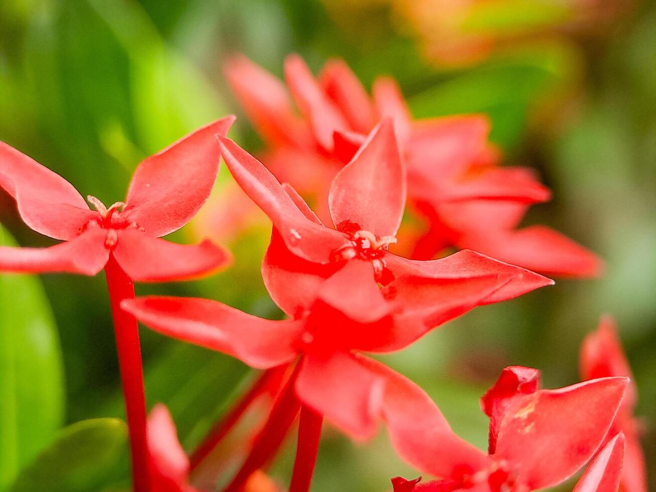Red flowers are blooming in a garden photo